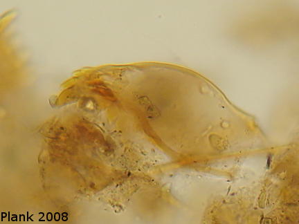 Images of Mandible (2nd? instar) Tanytarsus_gracilentus_man_02-YeR-49-3-9_