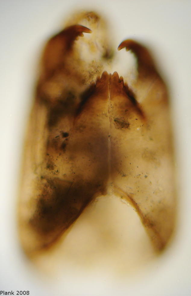 Cricotopus shilovae Zelentsov 1989 (head)